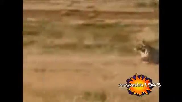 тигр нападает на страуса смотреть онлайн