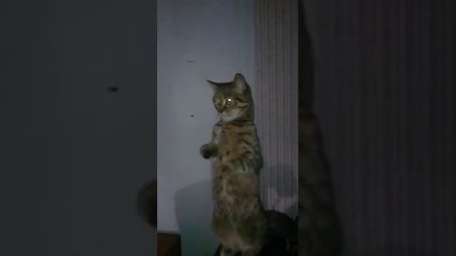 Котик кидает зигу смотреть онлайн