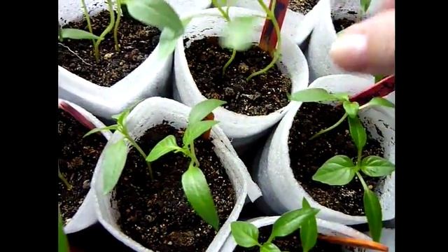 РАССАДА ПЕРЦА - в УЛИТКЕ и СТАКАНЧИКАХ! Обзор и сравнение развития рассады в улитке и стаканчиках смотреть онлайн