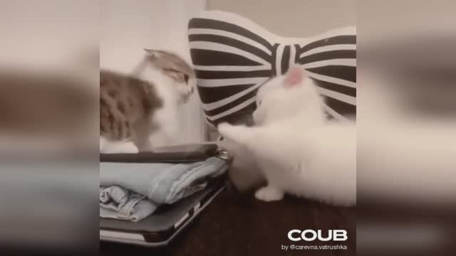 ПРИКОЛЫ С КОШКАМИ И КОТЯТАМИ | #SHORTS смотреть онлайн