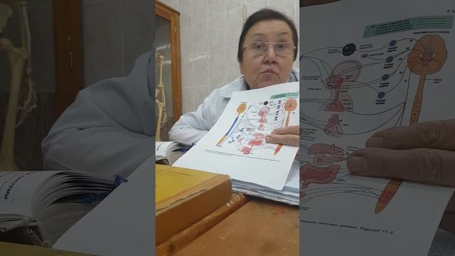 Нервная система смотреть онлайн