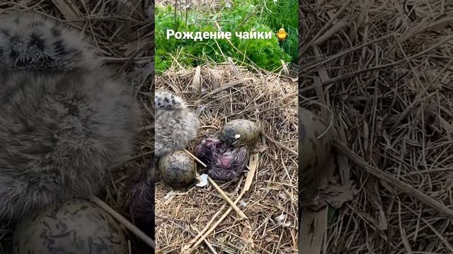 Рождение птенца чайки! смотреть онлайн