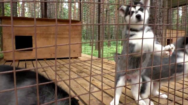 Хаски лэнд Кемерово смотреть онлайн