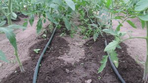 Капельный полив помидоров в теплице