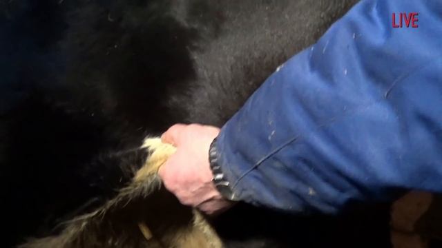 Консервация вымени у коровы. Conservation of the udder of a cow смотреть онлайн