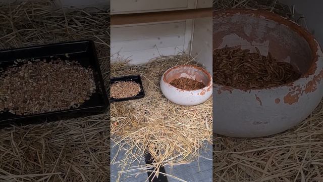 ЗАВТРА БУДЕТ ДЕНЬ☕️💕 #врановые #птицы #ручнаягалка #влогисживотными #видеосптицами смотреть онлайн