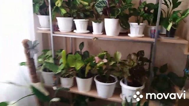 Комнатные цветы.Подкормка комнатных растений отваром луковой шелухи. смотреть онлайн