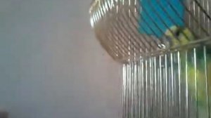 БОЛЬШИЕ КОГТИ У ПОПУГАЯ ЧТО ДЕЛАТЬ КАК СТРИЧЬ Попугай TV