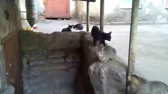 Пять кошаков и маленькая крыска смотреть онлайн