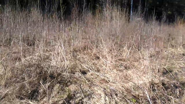 кабаны смотреть онлайн