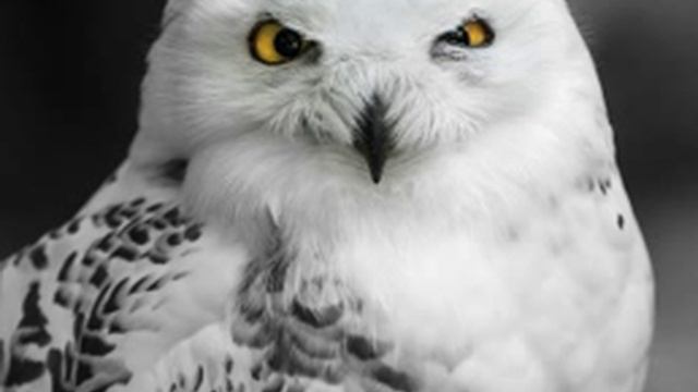 Snowy Owl Facts - Facts About Snowy Owls