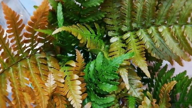Dryopteris Erythrosora