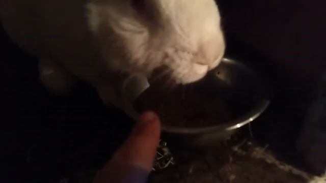 Кролики что с ними... смотреть онлайн