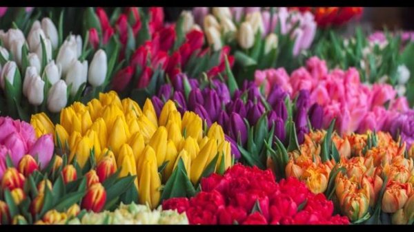 Beautiful Healing Piano Sound | Stress Relief Meditation | Effective Relievers for Everyday Life