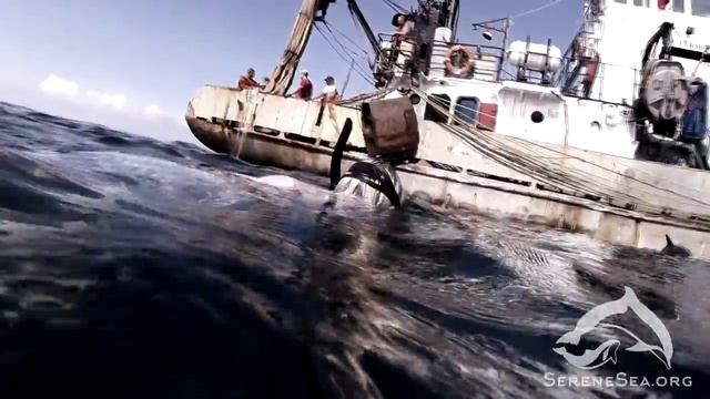 Serene Sea | Выборка трала 2018.07.24 смотреть онлайн