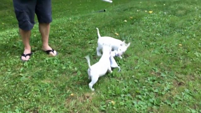 БУЛЬТЕРЬЕР ВСЕ О ПОРОДЕ. ИНТЕРЕСНЫЕ ФАКТЫ смотреть онлайн