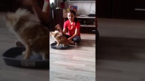 Как приручить щенка шпица к лотку