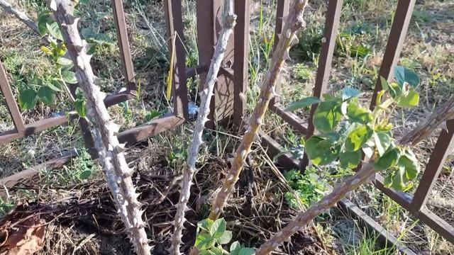 Сорт розы ПОЛЬКА- очень плохо перенесла Пересадку, ЧЕМ ЕЙ ПОМОЧЬ? ПОДСКАЖИТЕ! ???часть 1 смотреть онлайн