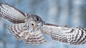 Сова Неясыть длиннохвостая, образ жизни, питание, размножение