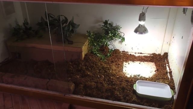 Террариум Кепы готовлю для Копы смотреть онлайн