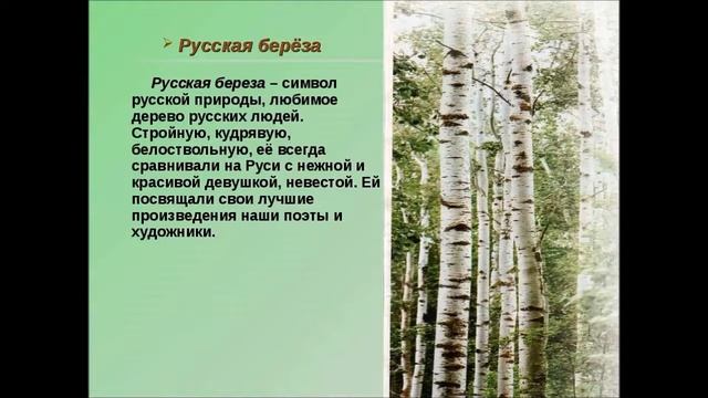 Презентация КУДРЯВАЯ БЕРЁЗА смотреть онлайн