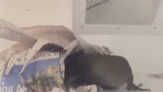 MM 4/9/2017 смотреть онлайн