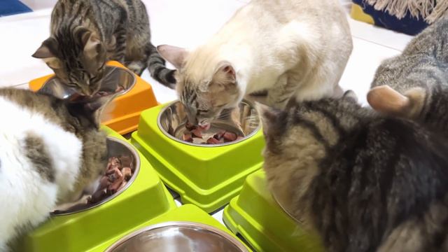 【飯テロ】子猫たちに初めて巨大肉をプレゼントしたらこうなりました…笑 смотреть онлайн