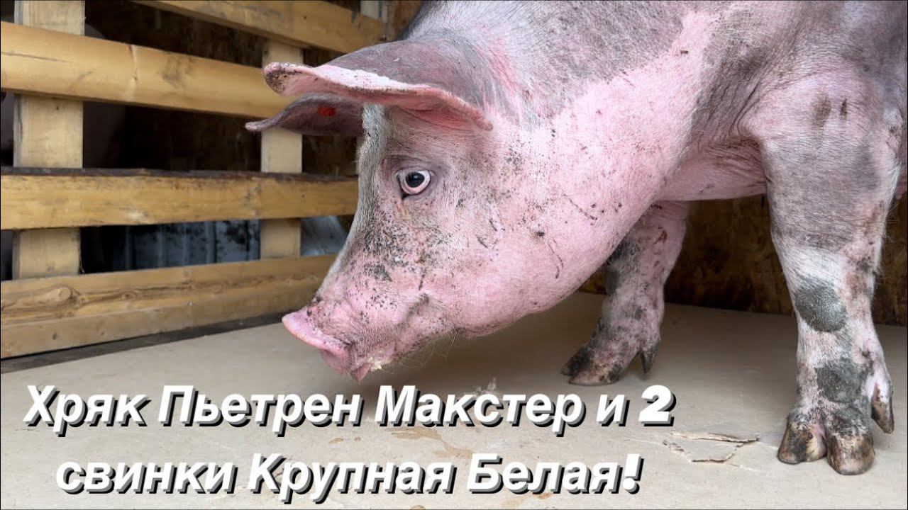 Привезли племенное поголовье с СГЦ «Знаменский»! Наше путешествие в Орёл! смотреть онлайн