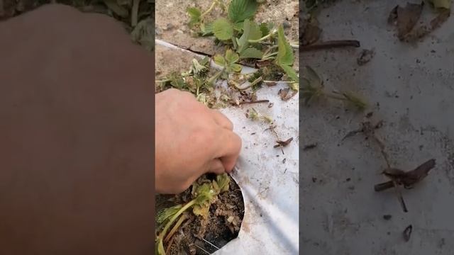 Недоразвитие корневой системы у клубники смотреть онлайн