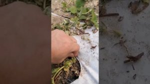 Недоразвитие корневой системы у клубники