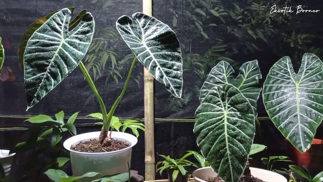 Alocasia Sp Meratus