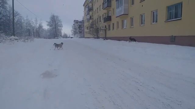 Бегу в МФЦ/Облом?/Неожиданный подарочек??Праздник у кошаков? смотреть онлайн