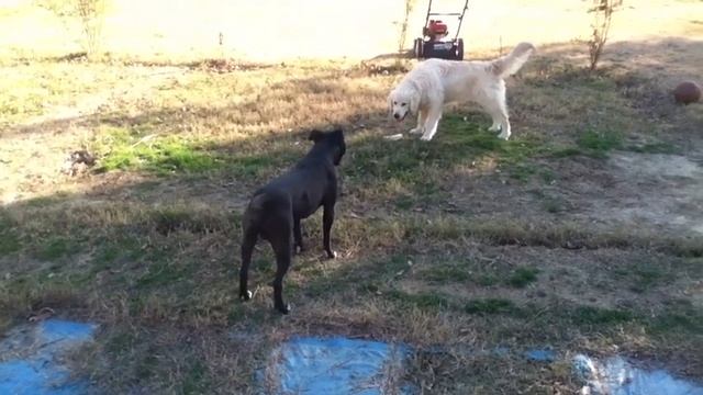 Golden Retriever vs Pitbull смотреть онлайн