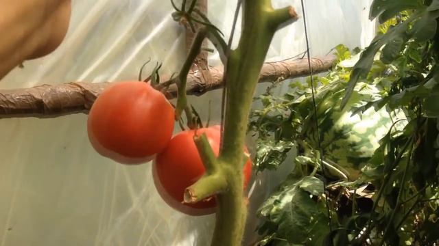 ВЫРАЩИВАНИЕ ТОМАТОВ смотреть онлайн