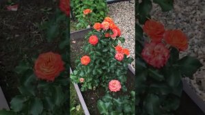 Роза Alegria (Алегрия)