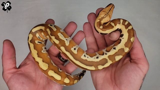 Kevin Marter sent us a CRAZY Blood Python!!! The future is RED! смотреть онлайн