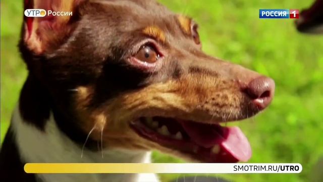 Репортаж о той-фокстерьерах смотреть онлайн