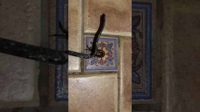 Пушистые Друзья