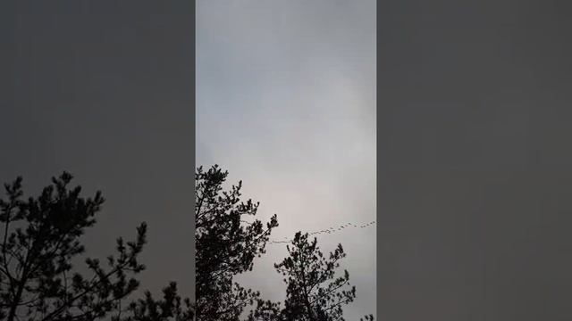 гуси улетели в теплые края. смотреть онлайн