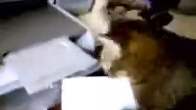 anti printer cat смотреть онлайн