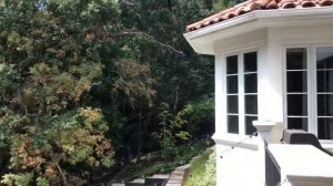 Growing Bougainvillea in Cold Climates