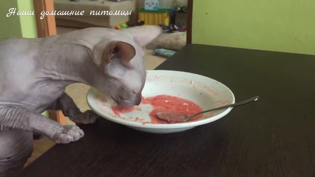 Кот Кисель ест борщ | сфинкс лысый кот смотреть онлайн