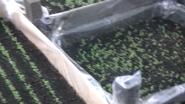 Розсада петунії місяць .00037