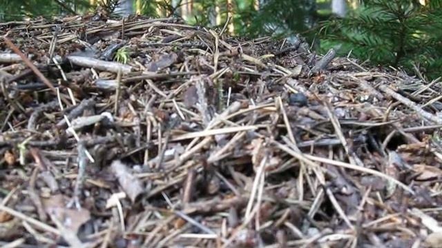 Муравейник осенью смотреть онлайн