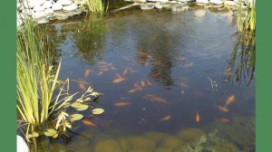 Пруд с рыбой на даче. Идеи, варианты пруда на даче.