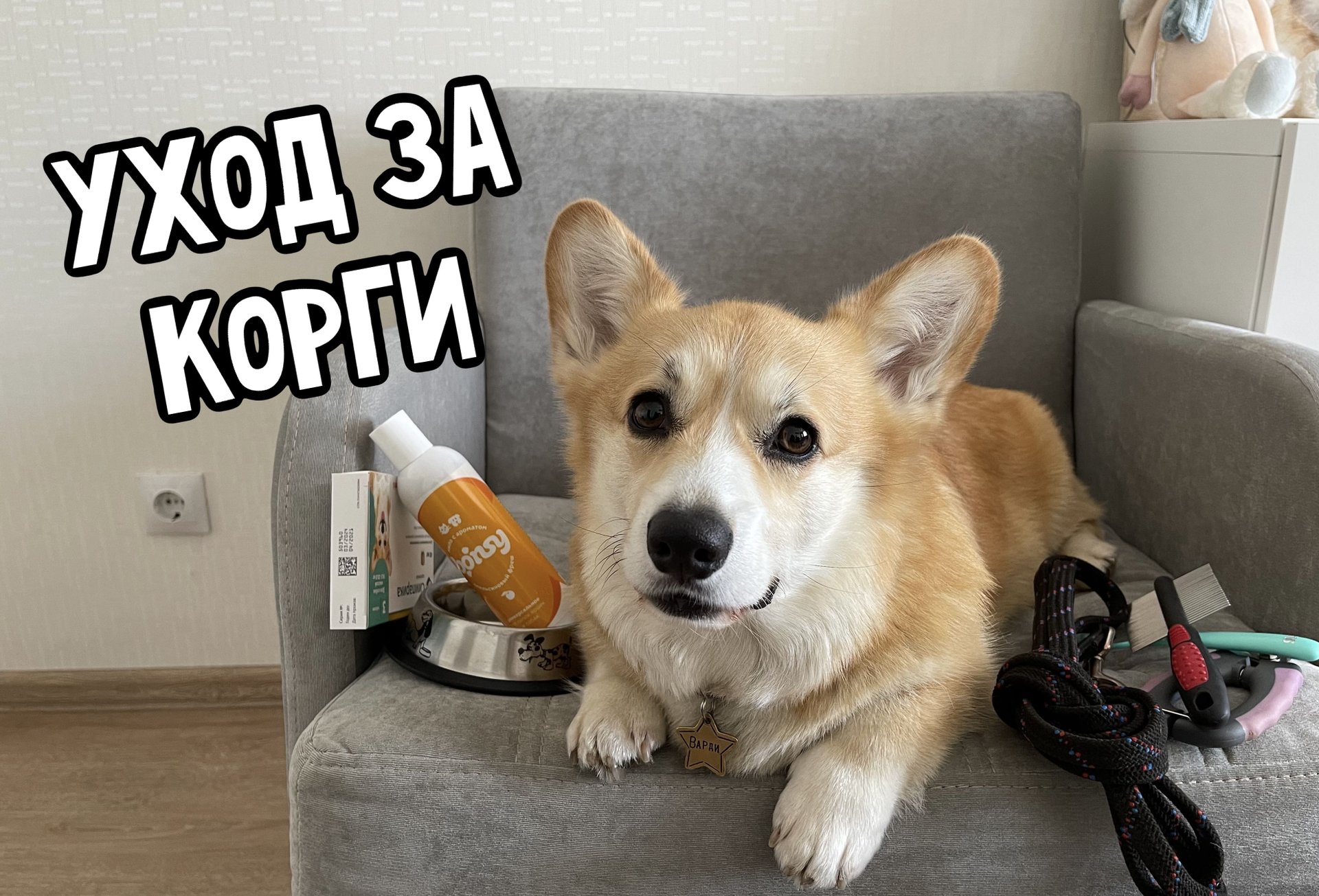 Как ухаживать за ВЕЛЬШ-КОРГИ. Особенности ухода и содержания смотреть онлайн