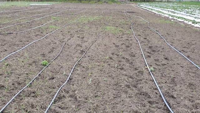 Посадка маточника клубники для заготовки рассады ОКС и фриго. смотреть онлайн