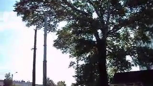 Спил дерева 3 смотреть онлайн