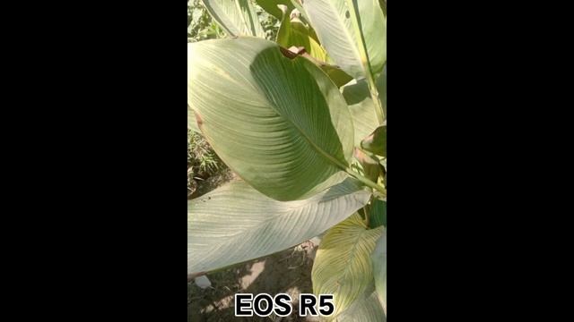 Canon Eos R6 Mark II Vs Canon Eos R5 I Camera Test смотреть онлайн