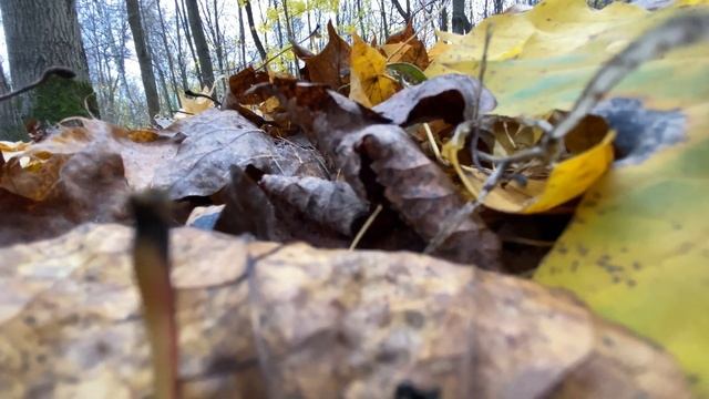 ЗОЛОТАЯ ОСЕНЬ | 4K HDR | Расслабление | Природа | Медитация | GOLDEN AUTUMN | Nature | Relax смотреть онлайн